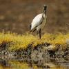 Ibis sacro 
