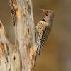 Common flicker