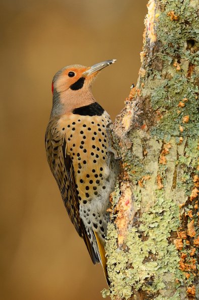 Common flicker