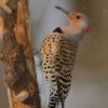 Common flicker