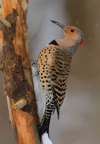 Common flicker