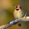 Common flicker 