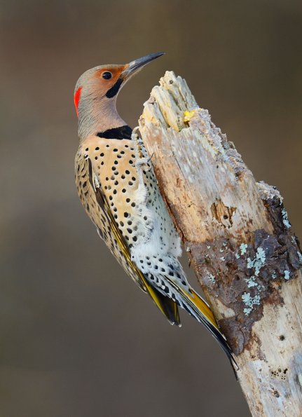Common flicker