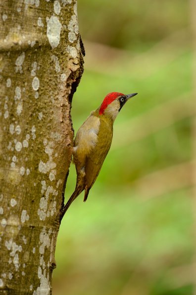 Picchio verde 