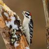 Downy woodpecker