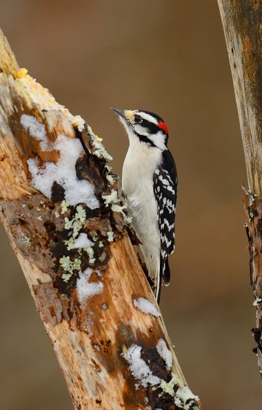 Downy woodpecker