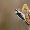 Downy woodpecker