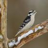 Downy woodpecker