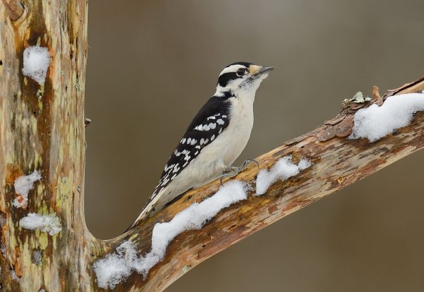 Downy woodpecker