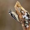 Downy woodpecker