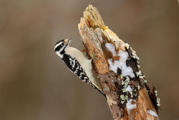 Downy woodpecker