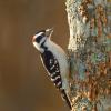Downy woodpecker