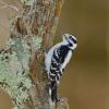 Downy woodpecker