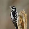 Hairy woodpecker
