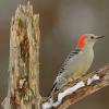 Red-bellied woodpecker