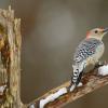 Red-bellied woodpecker