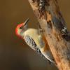 Red-bellied woodpecker