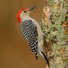 Red-bellied woodpecker