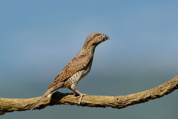 Torcicollo