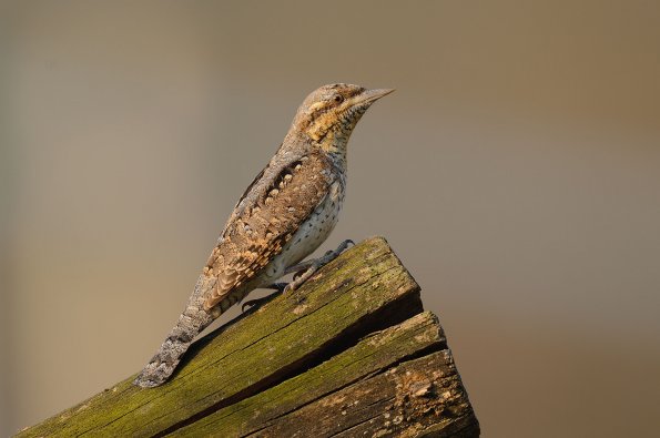 Torcicollo
