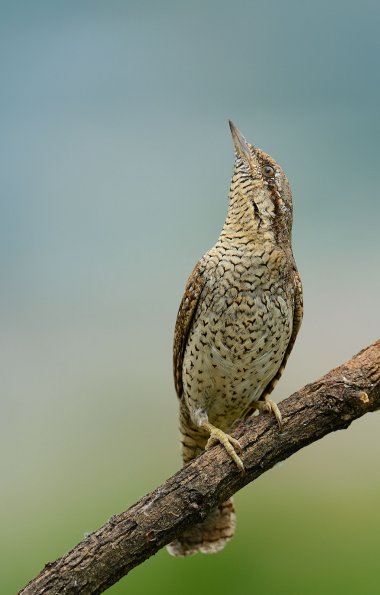 Torcicollo 
