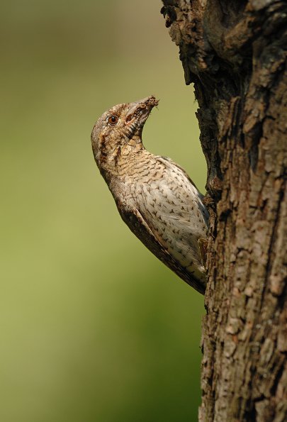 Torcicollo 
