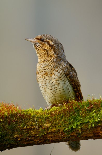 Torcicollo