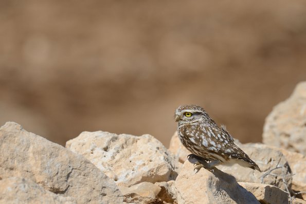 Civetta