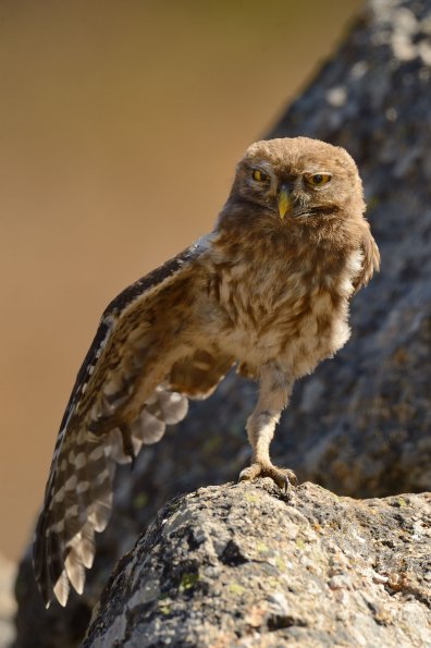 Civetta