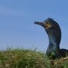 Phalacrocoracidae
