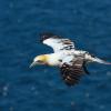 Suliformes